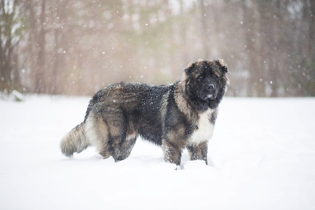 רועה קווקזי - Caucasian Shepherd Dog
