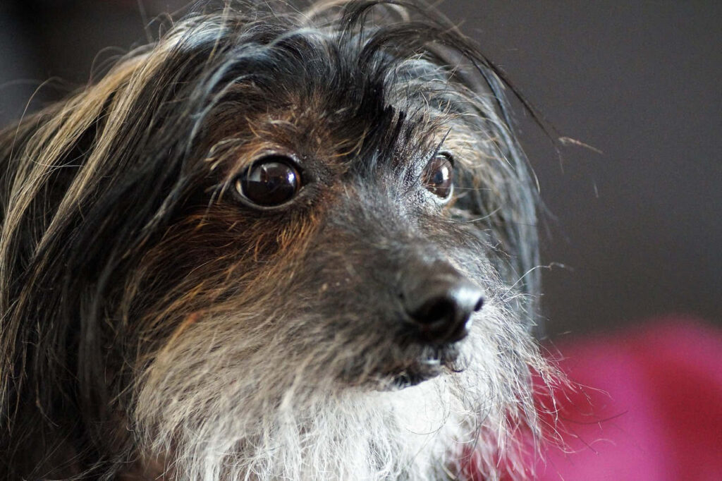 סיני מצויץ - Chinese Crested