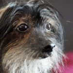סיני מצויץ - Chinese Crested