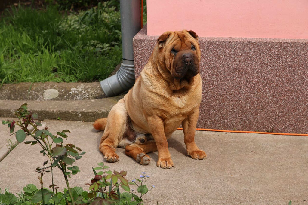 שארפיי - Chinese Shar-Pei