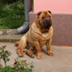 שארפיי - Chinese Shar-Pei