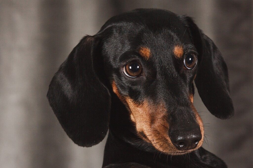 תחש - Dachshund