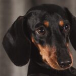 תחש - Dachshund