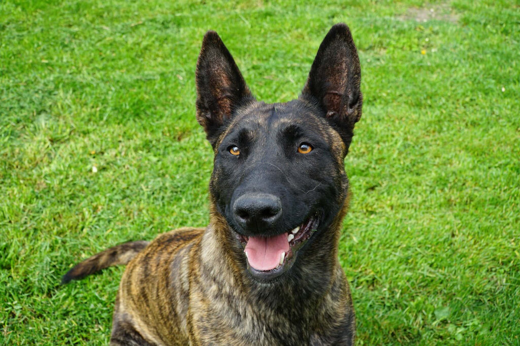 רועה הולנדי - Dutch Shepherd