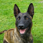 רועה הולנדי - Dutch Shepherd