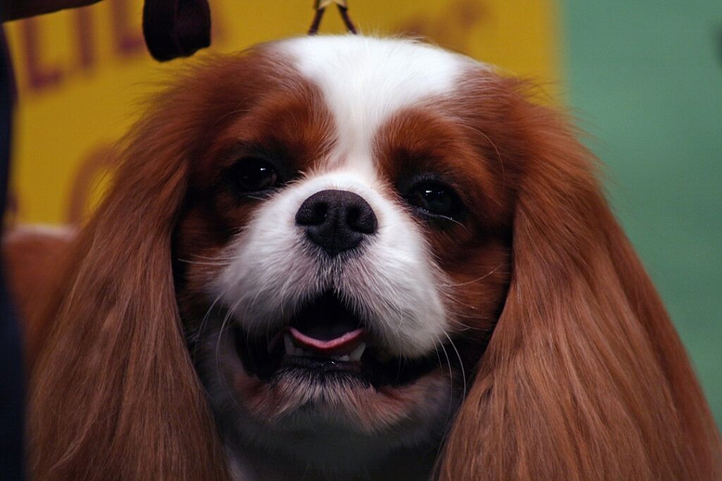 קינג צ'ארלס ספניאל - English Toy Spaniel
