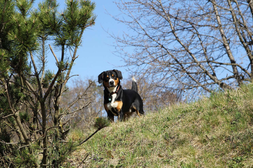 אנטלבוכר זננהונד - Entlebucher Mountain Dog