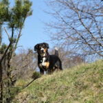 אנטלבוכר זננהונד - Entlebucher Mountain Dog