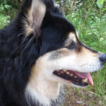 לאפהאנד פיני - Finnish Lapphund