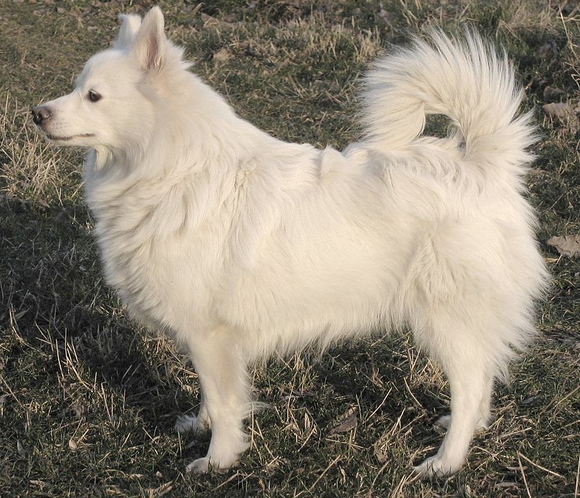 שפיץ גרמני - German Spitz