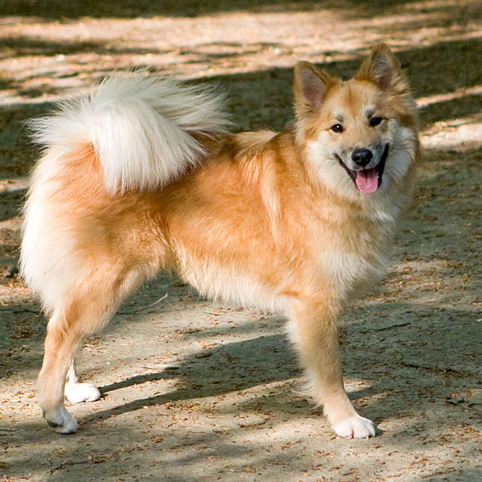 כלב רועים איסלנדי - Icelandic Sheepdog