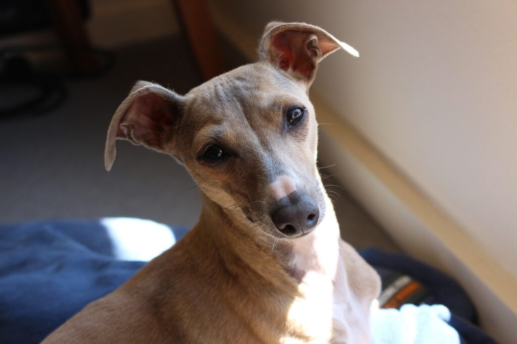 גרייהאונד איטלקי - Italian Greyhound