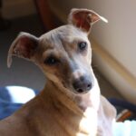גרייהאונד איטלקי - Italian Greyhound