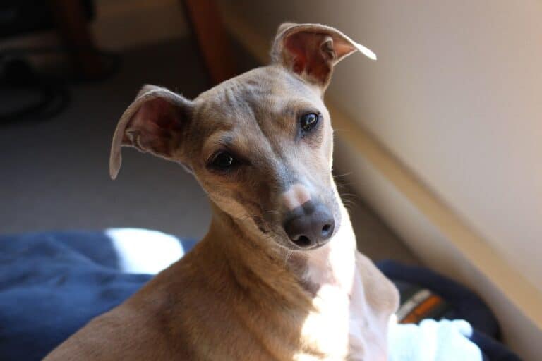 גרייהאונד איטלקי - Italian Greyhound