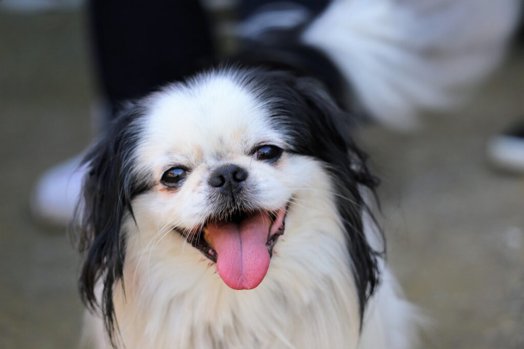 צ'ין יפני - Japanese Chin