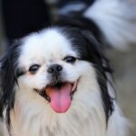 צ'ין יפני - Japanese Chin