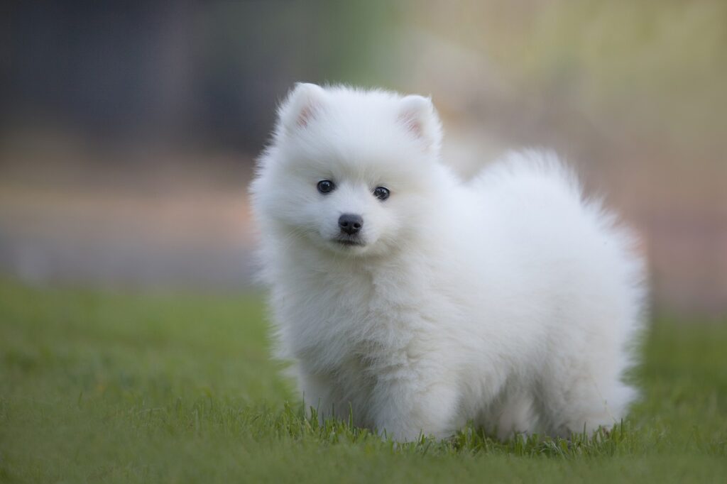 שפיץ יפני - Japanese Spitz