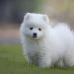 שפיץ יפני - Japanese Spitz