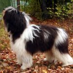 רועה פולני - Polish Lowland Sheepdog