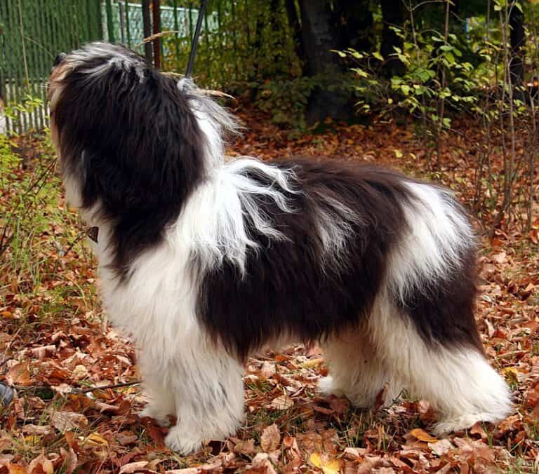 רועה פולני - Polish Lowland Sheepdog