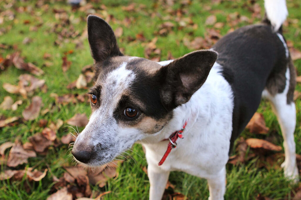 רט-טרייר - Rat Terrier
