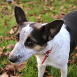 רט-טרייר - Rat Terrier