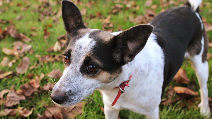 רט-טרייר - Rat Terrier