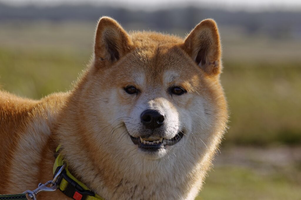 שיבה אינו - Shiba Inu