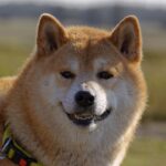 שיבה אינו - Shiba Inu