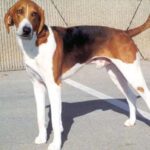 פוקסהאונד אמריקאי - American Foxhound