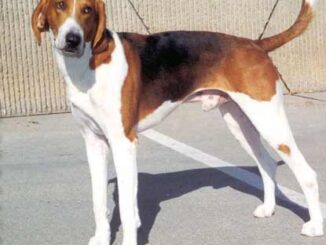 פוקסהאונד אמריקאי - American Foxhound