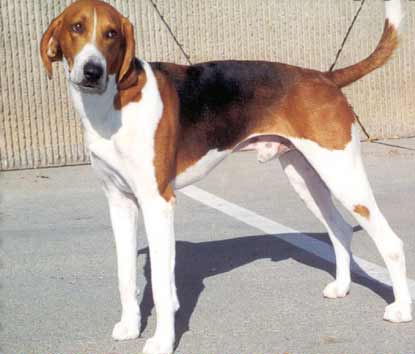 פוקסהאונד אמריקאי - American Foxhound פוקסהאונד אמריקאי - American Foxhound