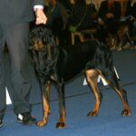 קונהאונד שחור וחום - Black and Tan Coonhound