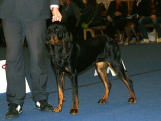 קונהאונד שחור וחום - Black and Tan Coonhound