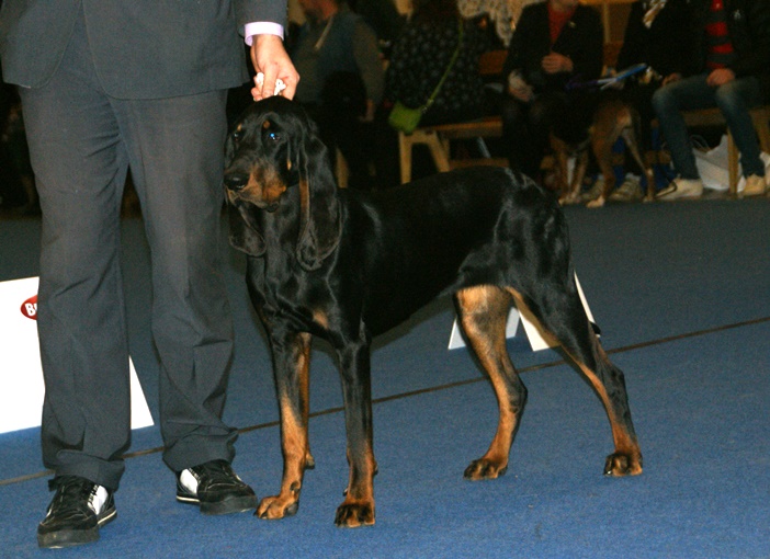 קונהאונד שחור וחום - Black and Tan Coonhound