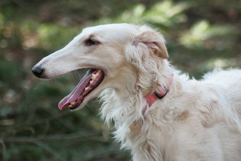 בורזוי - Borzoi