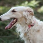 בורזוי - Borzoi