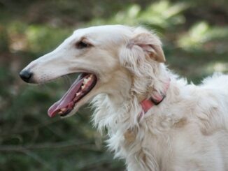 בורזוי - Borzoi