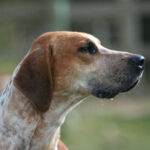 פוקסהאונד אנגלי - English Foxhound