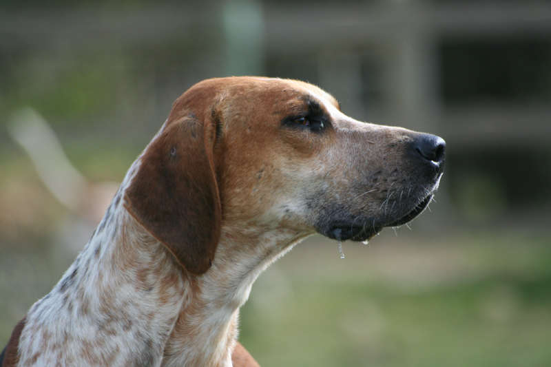 פוקסהאונד אנגלי - English Foxhound