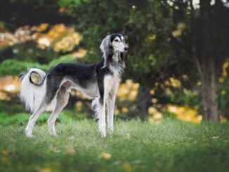 גרייהאונד - Greyhound