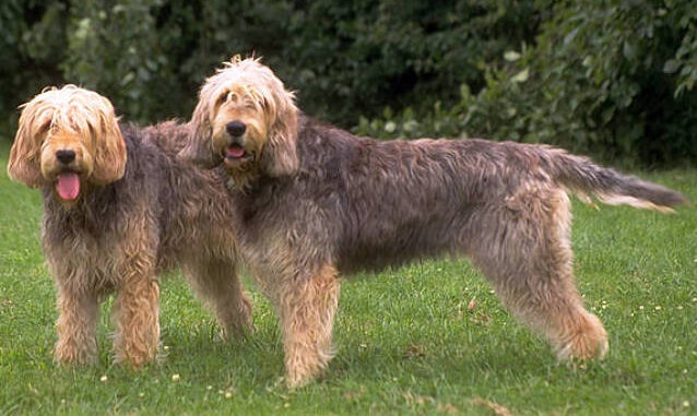 אוטרהאונד - Otterhound אוטרהאונד - Otterhound