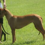 כלב פרעה - Pharaoh Hound