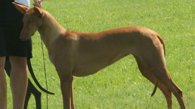 כלב פרעה - Pharaoh Hound כלב פרעה - Pharaoh Hound
