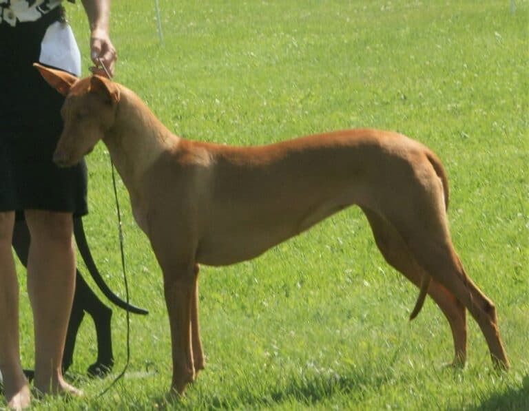 כלב פרעה - Pharaoh Hound