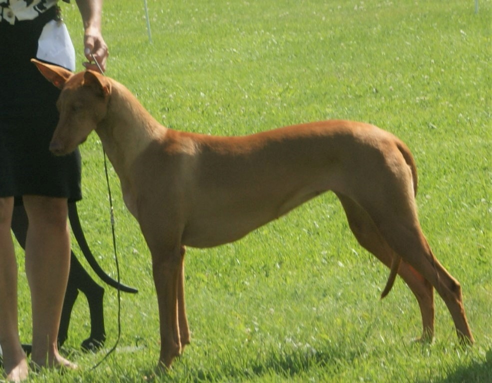 כלב פרעה - Pharaoh Hound
