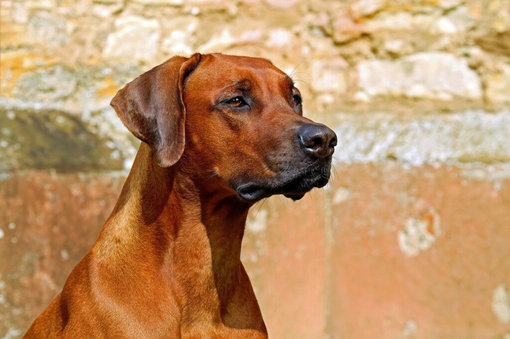 רידג'בק רודזי - Rhodesian Ridgeback