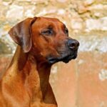 רידג'בק רודזי - Rhodesian Ridgeback