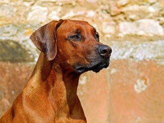 רידג'בק רודזי - Rhodesian Ridgeback