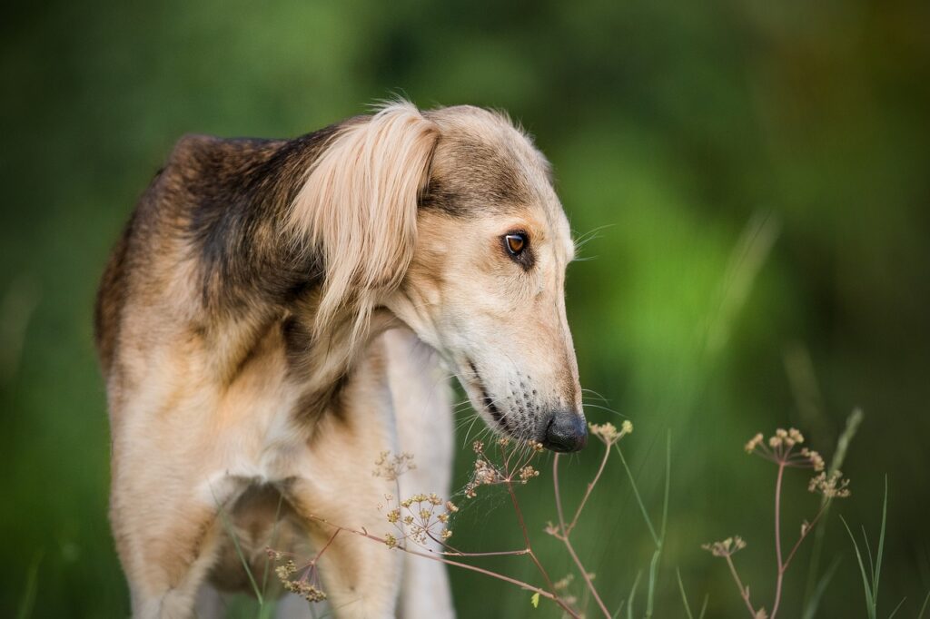 סלוקי - Saluki